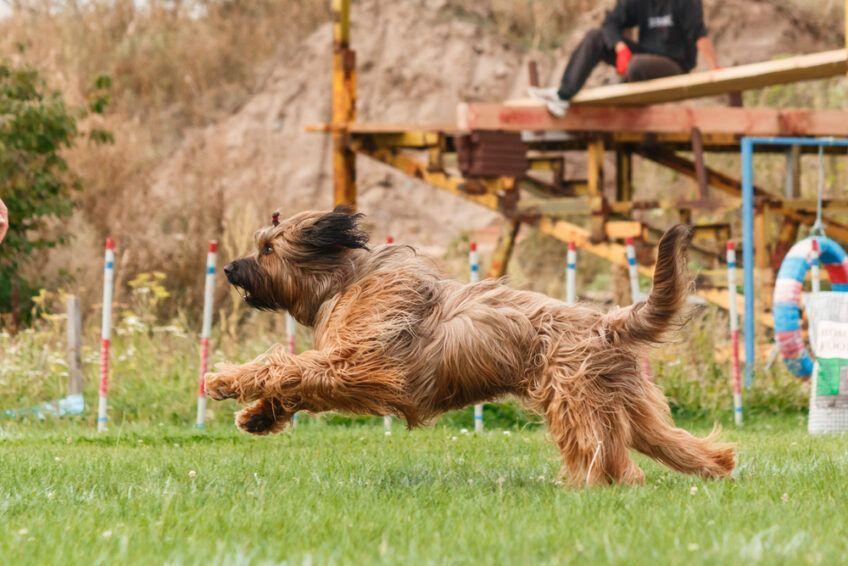 owczarek francuski briard