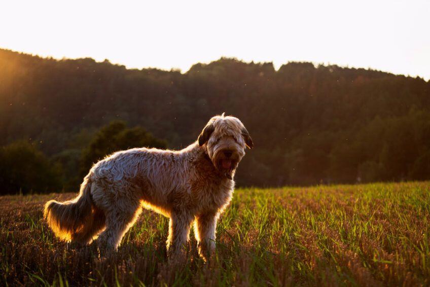 owczarek francuski briard