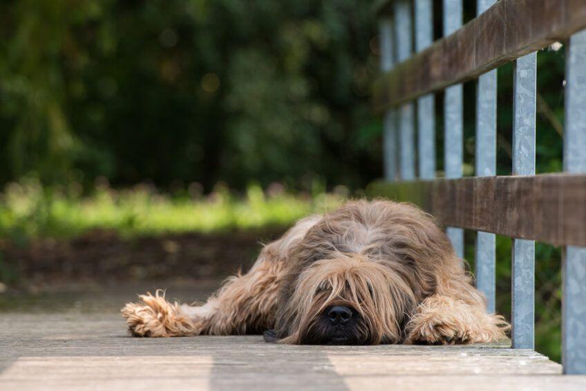 owczarek francuski briard