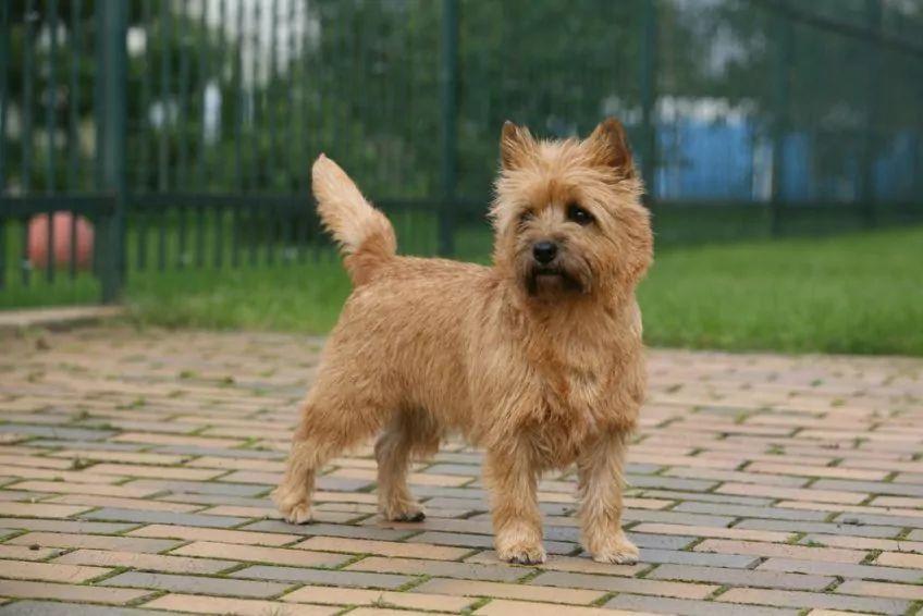 Stojący cairn terrier