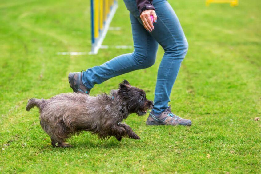 cairn terrier