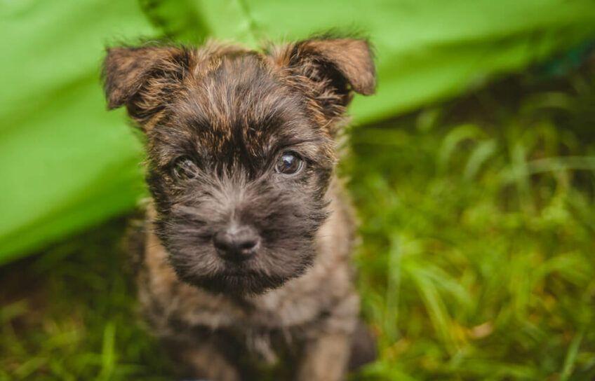 cairn terrier