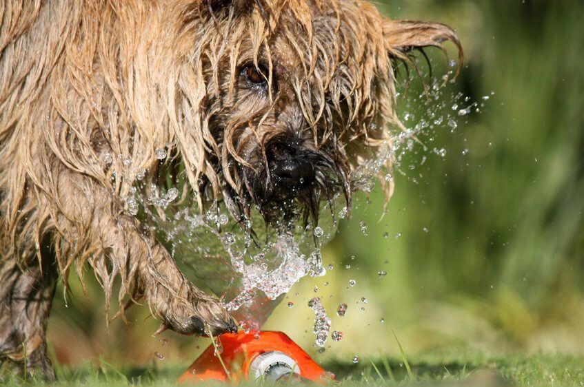 cairn terrier