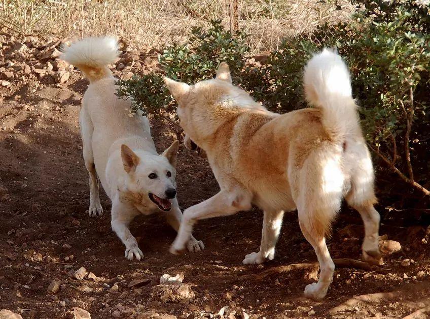 Bawiące się dwa canaan dogi