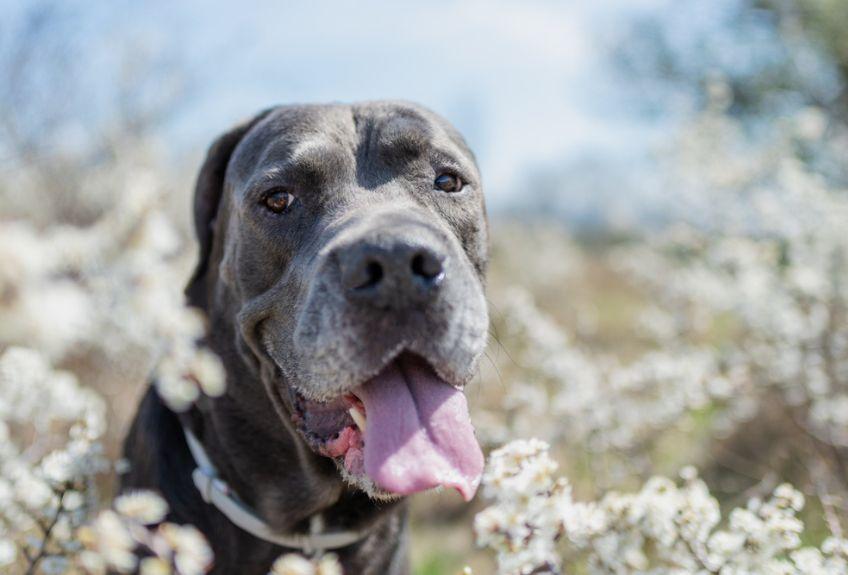 cane corso