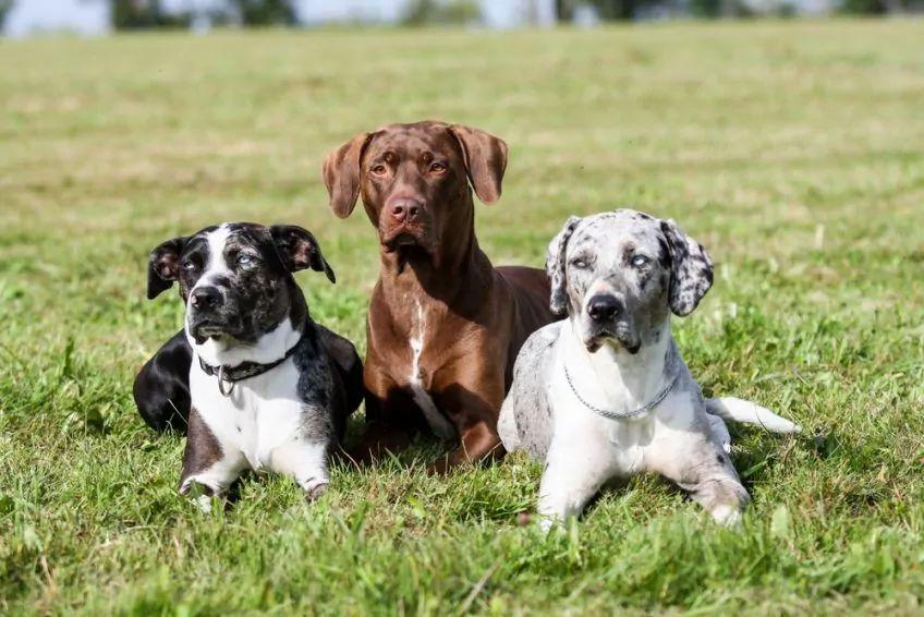 Trzy catahoule leżące na trawie