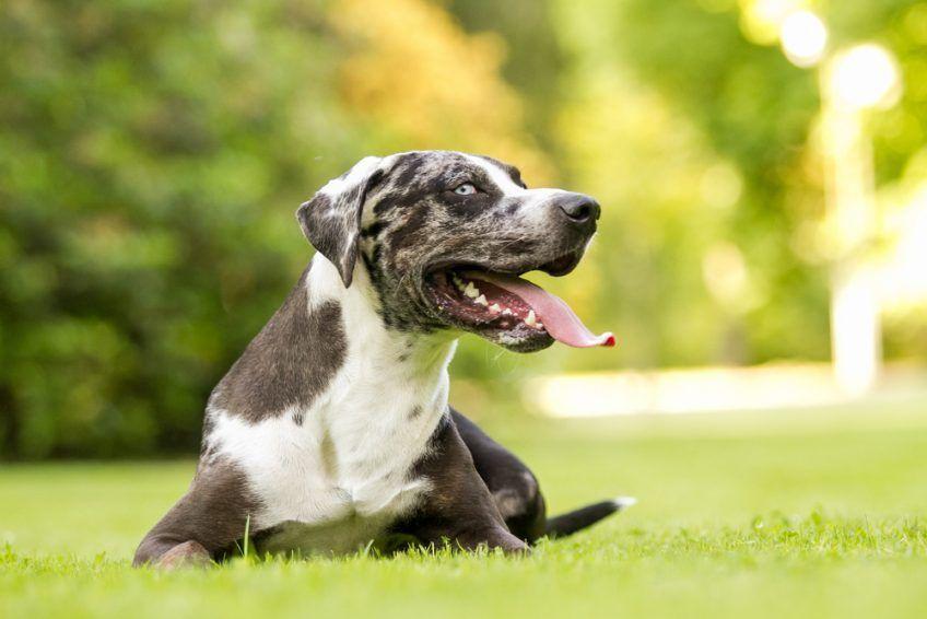 Zadyszana catahoula leżąca na trawie