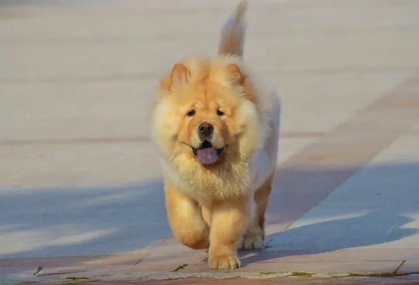 Chow-chow idący po chodniku w stronę fotografującego