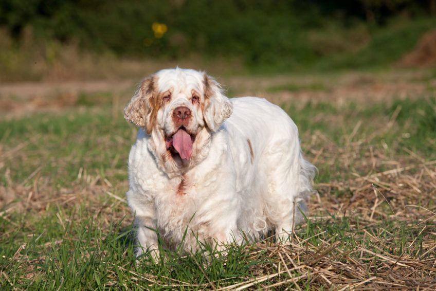 Clumber spaniel stojący w plenerze