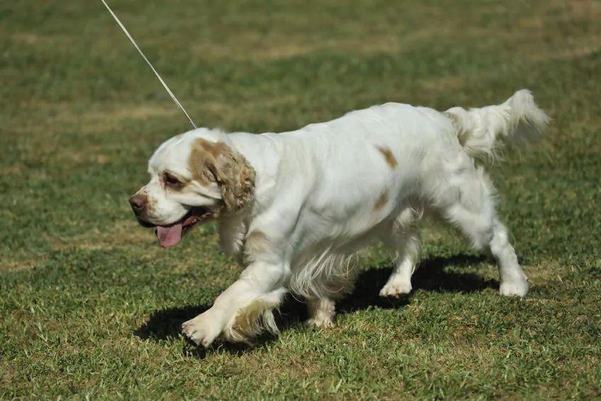 Clumber spaniel w kłusie