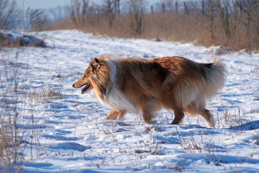 Collie długowłosy biegnący po śniegu