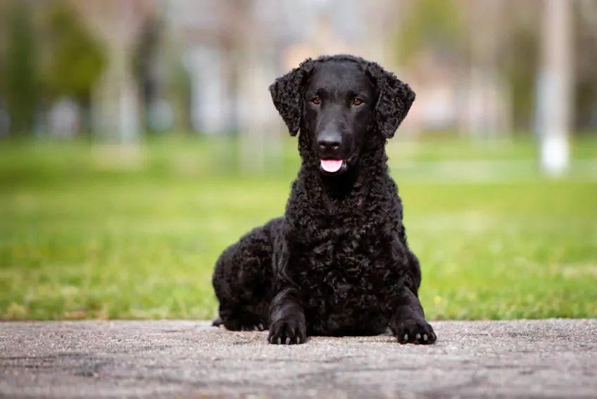 Portret leżącego curly coated retrievera