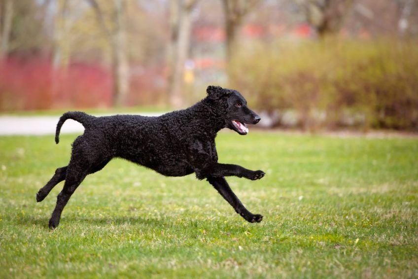 Curly coated retriever biegnący po trawie