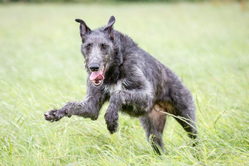 Deerhound w galopie przez trawę