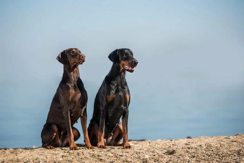 Czekoladowy i czarny doberman siedzące na tle nieba