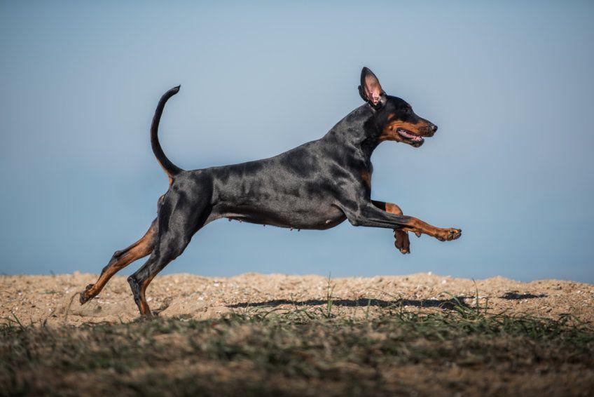 Doberman w biegu na tle nieba