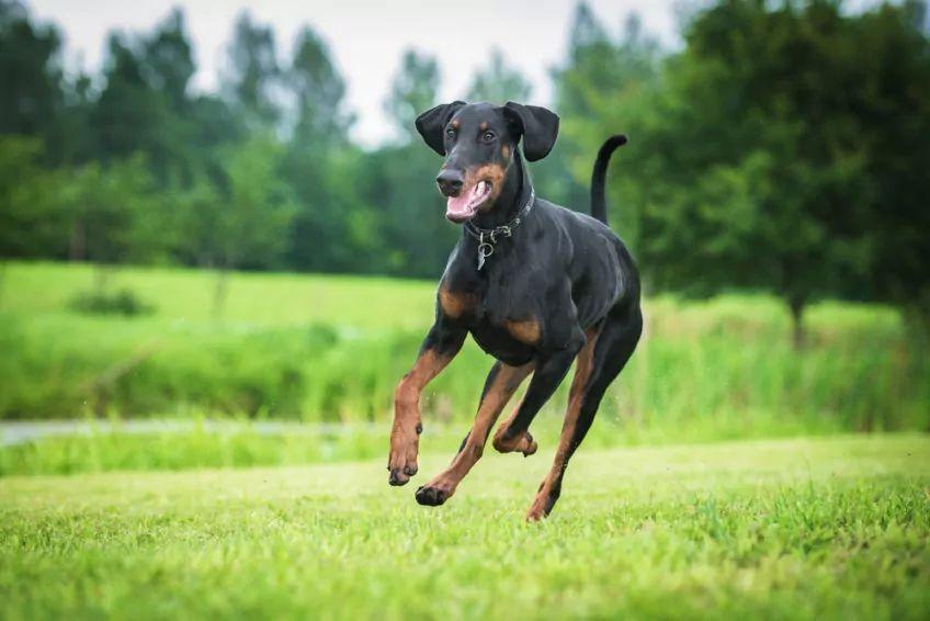 Doberman w biegu po trawie