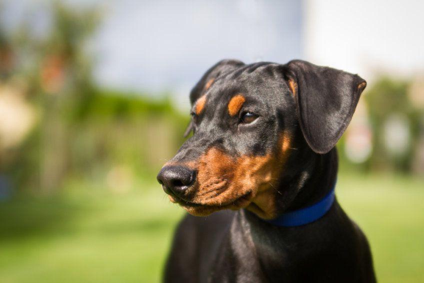 Portret szczeniaka dobermana