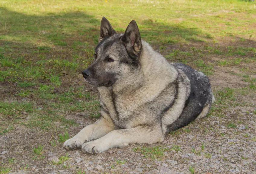 Elkhund szary leżący na trawie