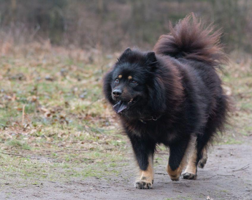 Czarny podpalany eurasier biegnący drogą