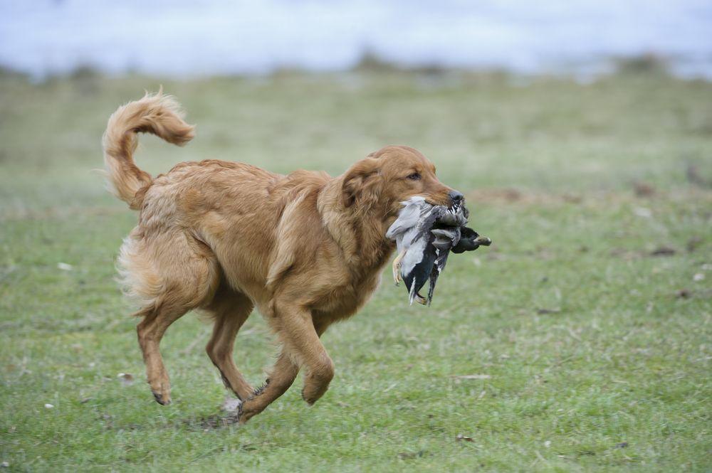 golden retriever 13.jpg