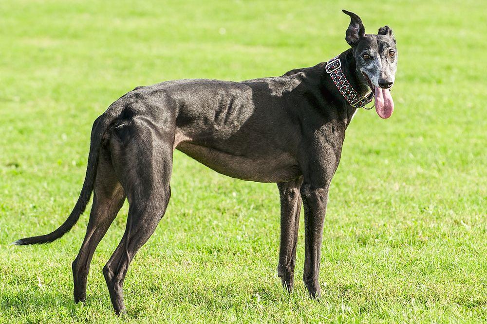 greyhound 7.jpg