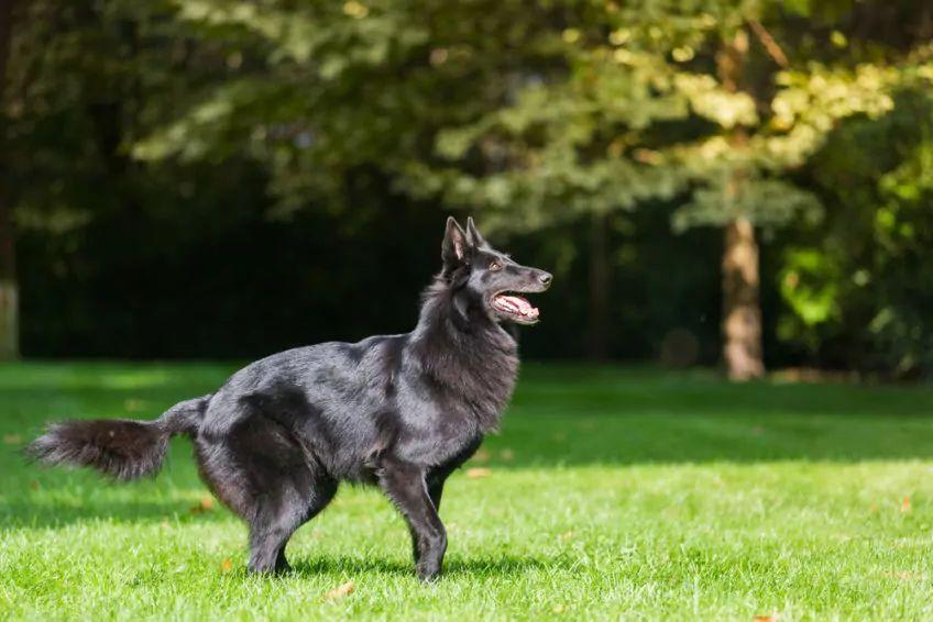 Groenendael stojący na trawie