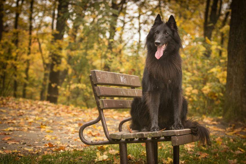 owczarek belgijski groenendael siedzący na parkowej ławce