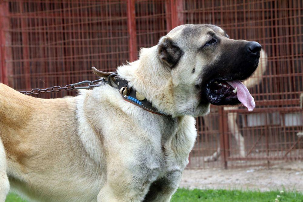 kangal 1.jpg