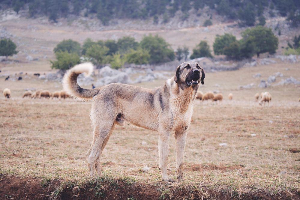 kangal 1.jpg