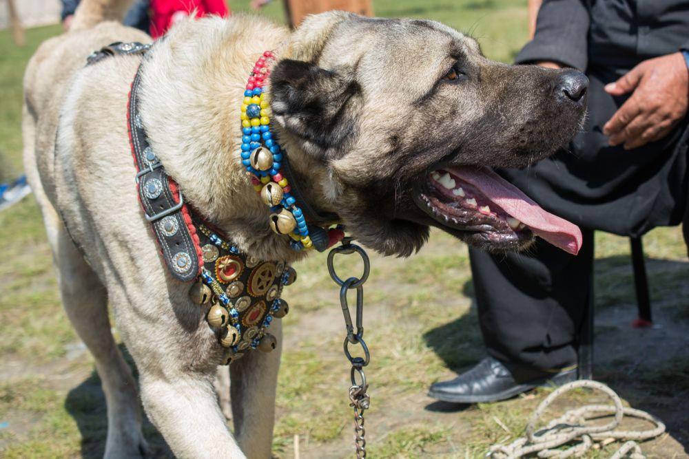 kangal owczarek turecki