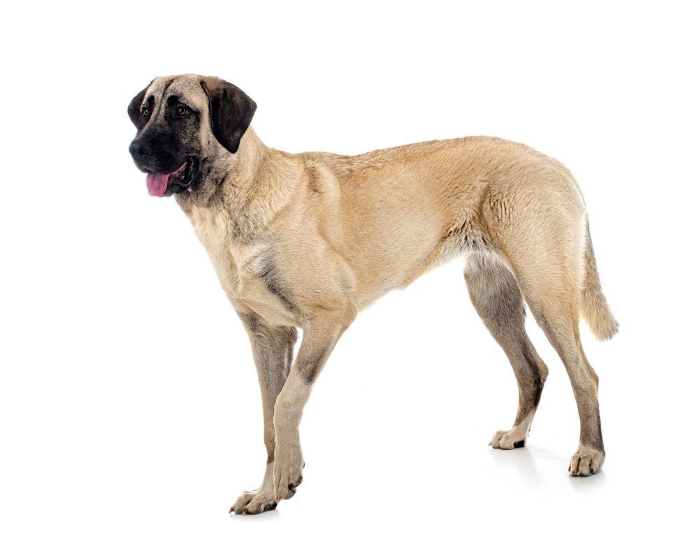 kangal.jpg