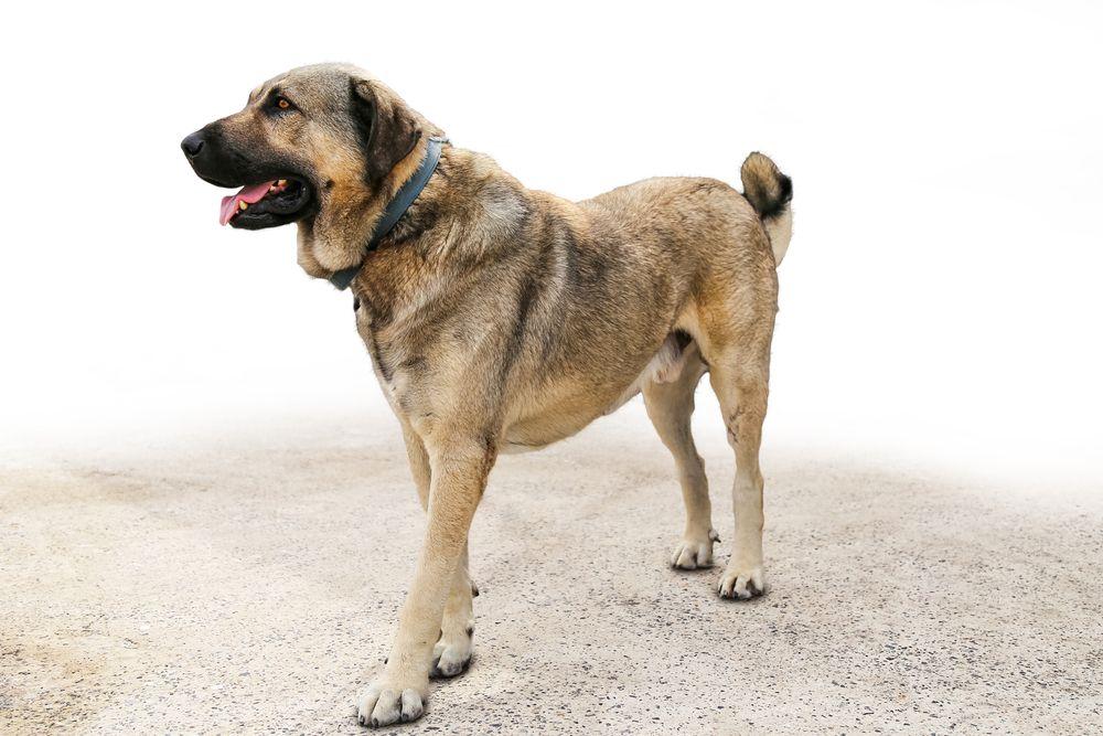 kangal 4.jpg