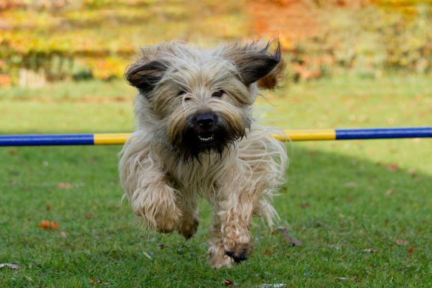 Owczarek kataloński na torze agility