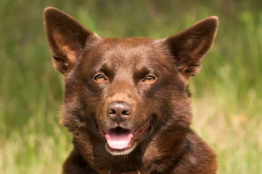 Portret czekoladowego kelpie