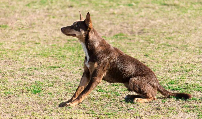 Siedzący kelpie