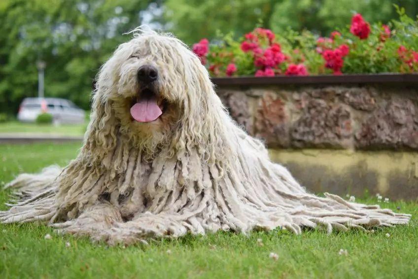 Leżący komondor