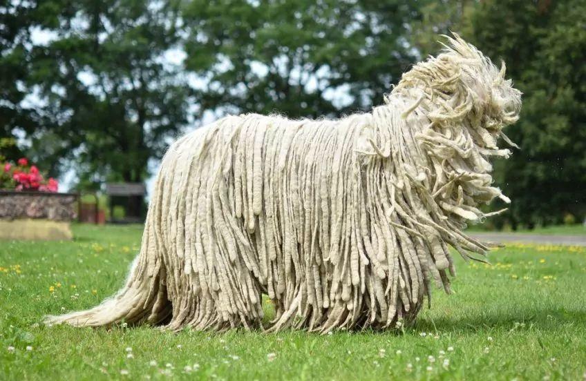 Stojący komondor