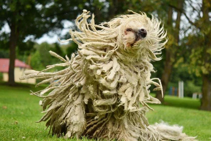 Otrząsający się komondor