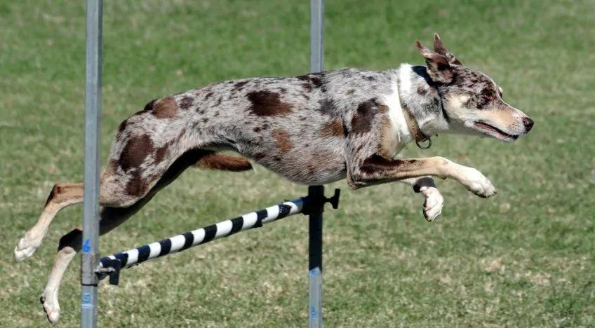 Koolie red merle pokonujący przeszkodę