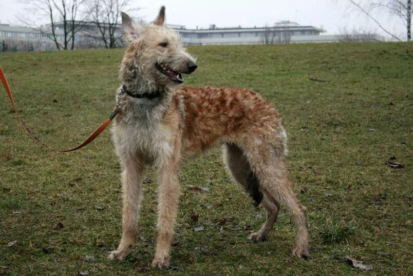 Stojący laekenois