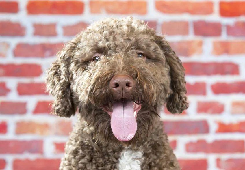 Portret lagotto romagnolo