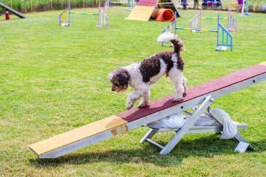 lagotto romagnolo