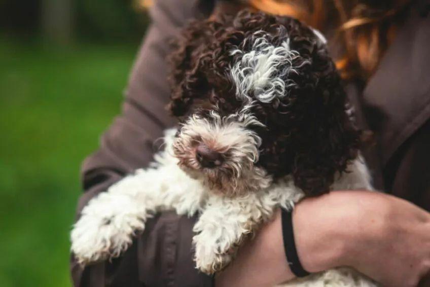 lagotto romagnolo