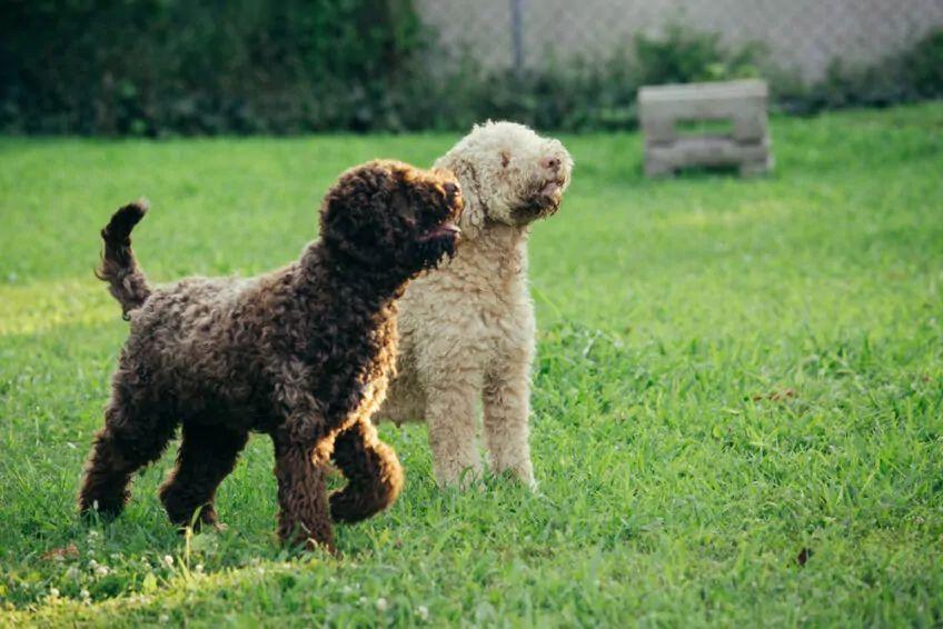 lagotto romagnolo