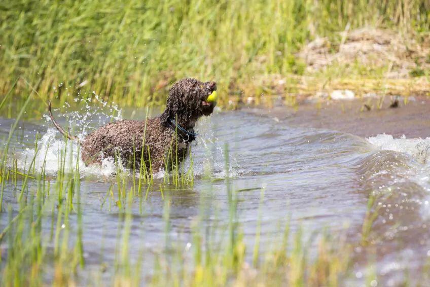 lagotto romagnolo