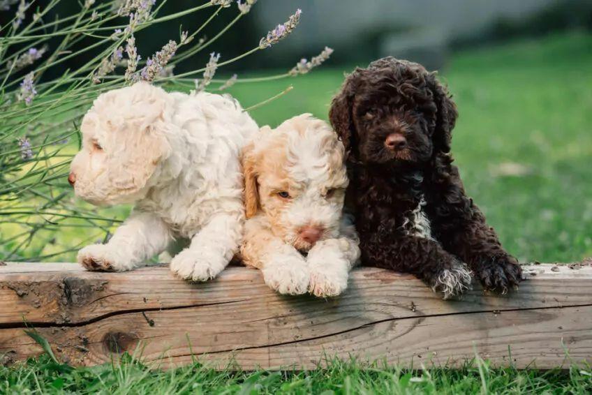 lagotto romagnolo szczeniaki