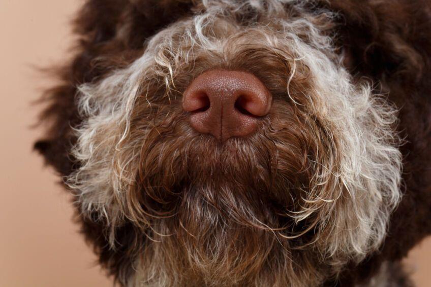 lagotto romagnolo trufle