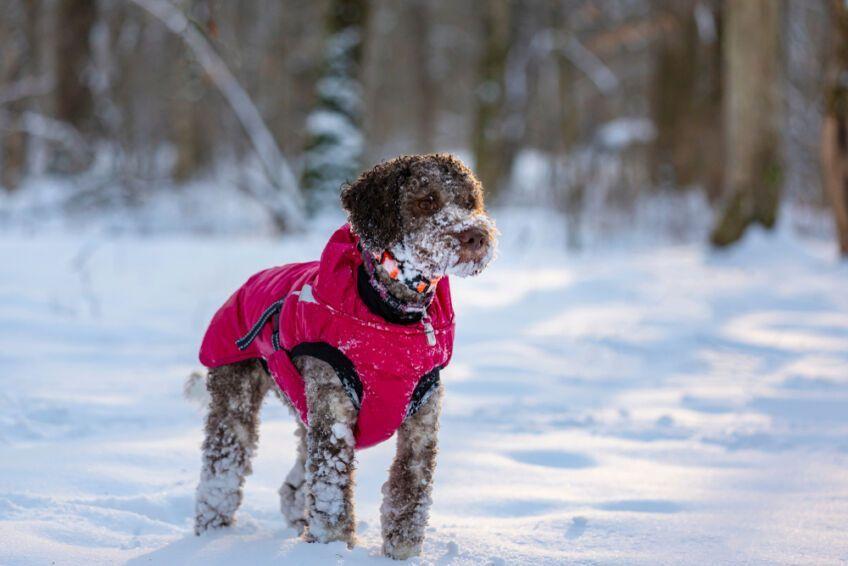 lagotto romagnolo akcesoria