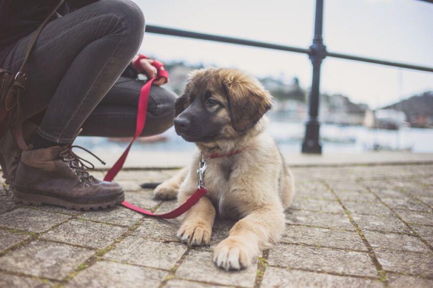 leonberger